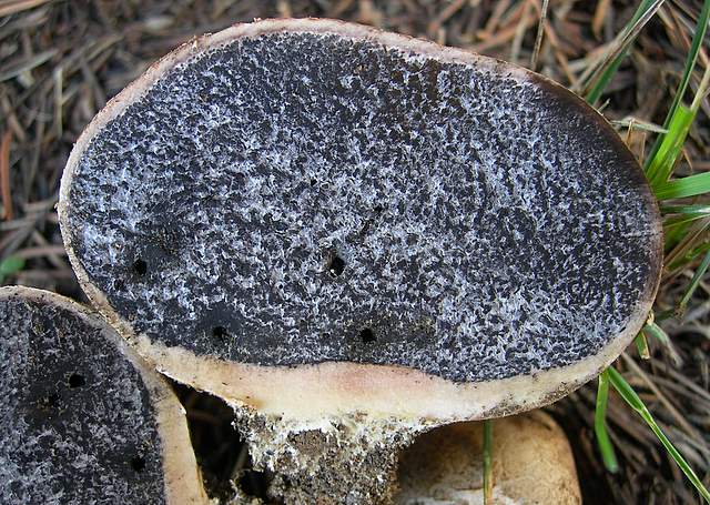 Funghi degli areali esposti